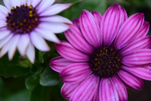 Léto 2016 - osteosperma fialový květ