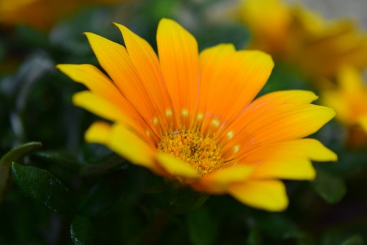 Léto 2016 - osteosperma žlutý květ
