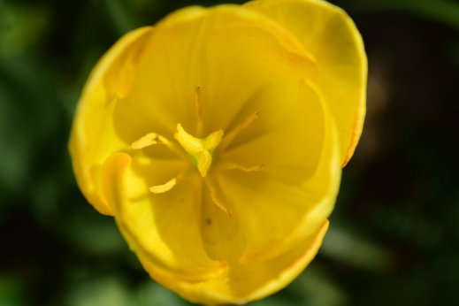 Léto 2016 - žlutý tulipán